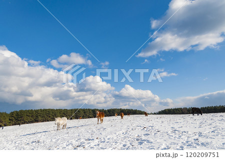 雪原の寒立馬たち 雪原の寒立馬たち 120209751
