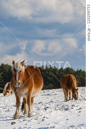 雪原に立つ寒立馬 120209753