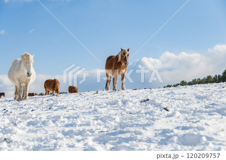 雪原に立つ寒立馬 120209757
