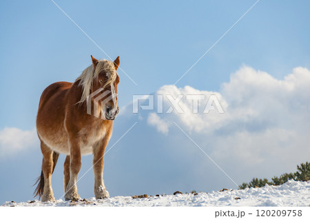 雪原に立つ寒立馬 雪原に立つ寒立馬 120209758