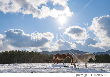雪原に立つ寒立馬の親子 雪原に立つ寒立馬の親子 120209759
