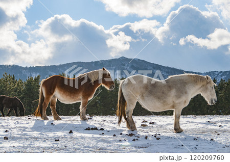 雪原に立つ寒立馬の親子 雪原に立つ寒立馬の親子 120209760