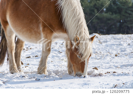 草をはむ雪原の寒立馬 120209775