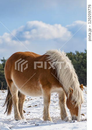 草をはむ雪原の寒立馬 草をはむ雪原の寒立馬 120209776