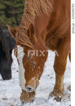雪原の寒立馬 120209783