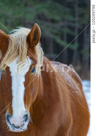 雪原に立つ寒立馬 120209798