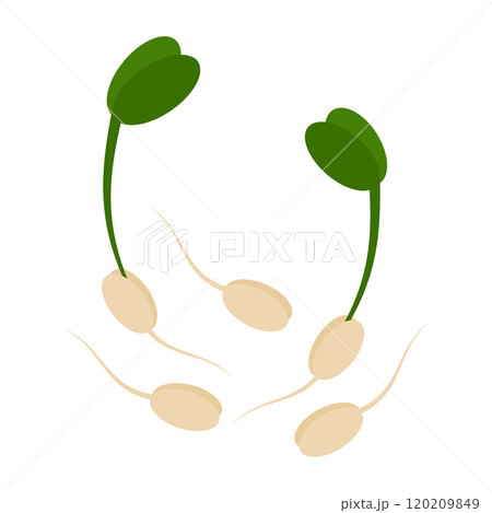 Sprouted grains with root, green sprouts and leaves. Healthy Eating Day or thematic cards elements 120209849