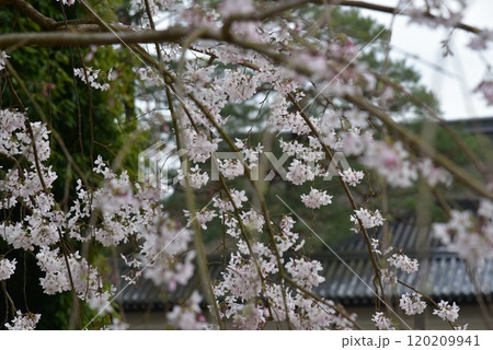 近衛邸跡の桜 120209941