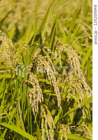 収穫間近の稲穂 収穫間近の稲穂 120209949