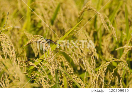 収穫間近　稲穂に止まるトンボ 120209950