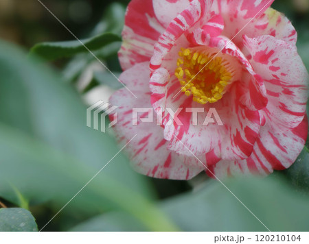 ツバキ 椿の花 蝦夷錦 エゾニシキ ツバキ 椿の花 蝦夷錦 エゾニシキ 120210104