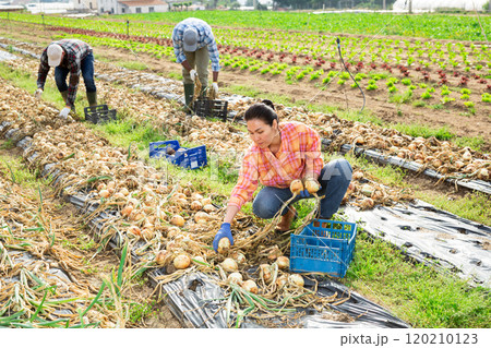 Multiethnic team of farm workers picking onion Multiethnic team of farm workers picking onion 120210123