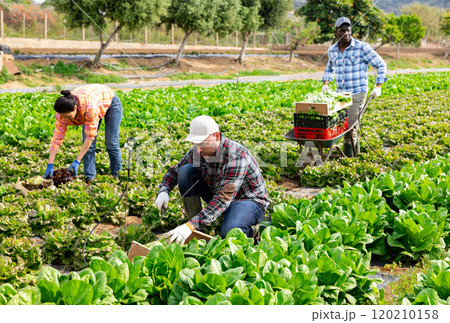 Man professional horticulturist picking harvest of lettuce on farmer field 120210158