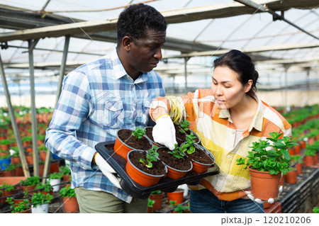 Interested farmers checking potted seedlings of mint in hothouse Interested farmers checking potted seedlings of mint in hothouse 120210206