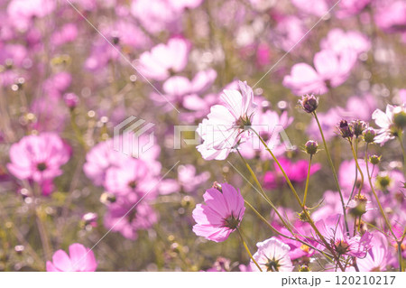 光るコスモス 光るコスモス 120210217