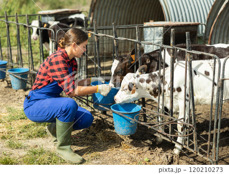Young woman watering calves from bucket Young woman watering calves from bucket 120210273