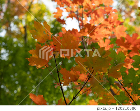 真っ赤なサトウカエデの紅葉 120210380