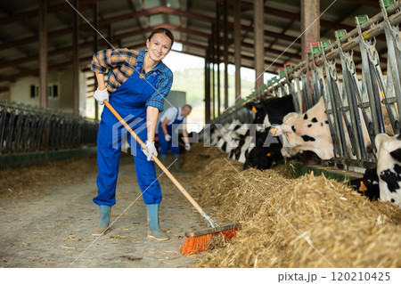 Adult woman sweeping hay in cowshed Adult woman sweeping hay in cowshed 120210425