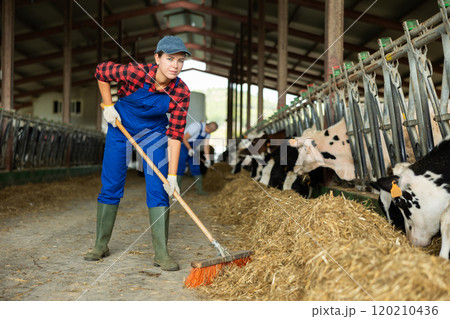 Young girl farmer working on dairy farm in cowshed, feeding cows 120210436
