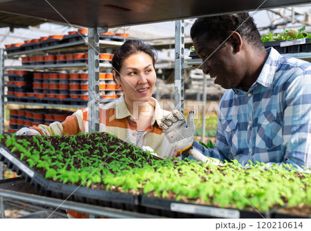 Man and woman horticulturists growing vegetable seedlings in greenhouse Man and woman horticulturists growing vegetable seedlings in greenhouse 120210614