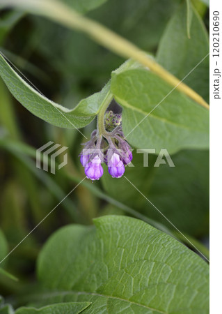 Common comfrey Common comfrey 120210690