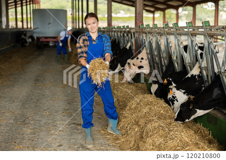 Woman feeding cows fresh hay in barn - animal care and maintenance Woman feeding cows fresh hay in barn - animal care and maintenance 120210800