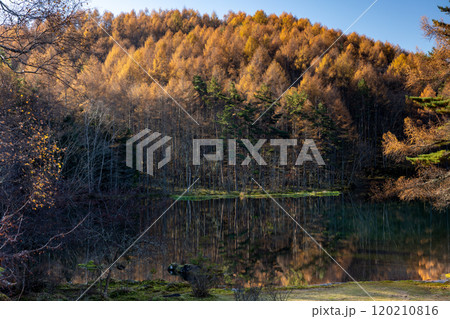 カラマツの黄葉が映り込む晩秋の御射鹿池 カラマツの黄葉が映り込む晩秋の御射鹿池 120210816