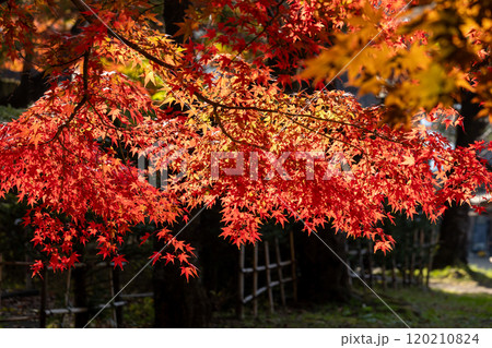 透過光が美しいカエデの紅葉1 120210824