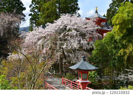 赤い橋と満開の桜　正法寺 120210832