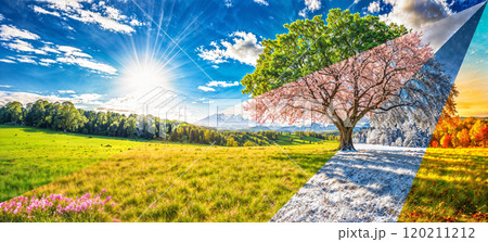 Four seasons tree. Nature during the year - spring, summer, autumn, winter Four seasons tree. Nature during the year - spring, summer, autumn, winter 120211212