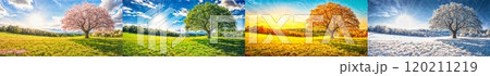 Four seasons tree. Nature during the year - spring, summer, autumn, winter 120211219
