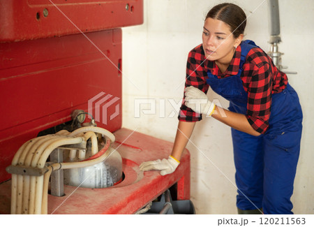 Professional milkers operating machine milking in livestock barn 120211563