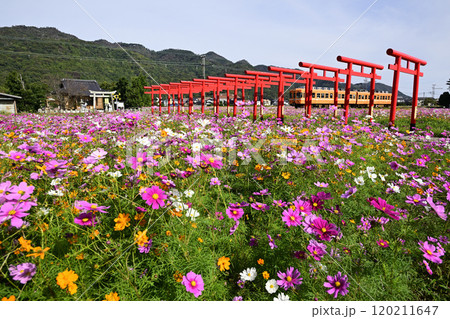 コスモスが満開の粟津稲生神社付近を行く一畑電車大社線 コスモスが満開の粟津稲生神社付近を行く一畑電車大社線 120211647