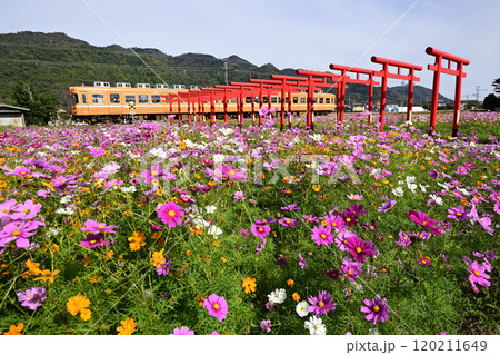 コスモスが満開の粟津稲生神社付近を行く一畑電車大社線 120211649