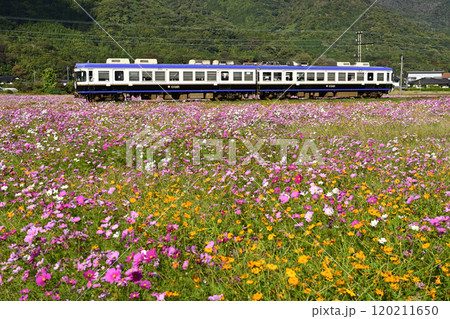 満開のコスモス畑を行く一畑電車5000系 満開のコスモス畑を行く一畑電車5000系 120211650