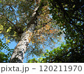 樹木を見上げた風景 樹木を見上げた風景 120211970