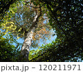 樹木を見上げた風景 樹木を見上げた風景 120211971