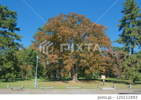 土御門邸跡 120212893