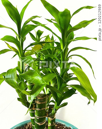 開運効果があるといわれ人気の観葉植物ミリオンバンブー11 開運効果があるといわれ人気の観葉植物ミリオンバンブー11 120212989