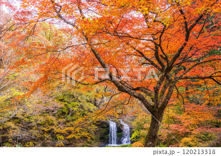 【山梨県富士吉田市】紅葉に包まれた鐘山の滝（かねやまのたき） 120213318