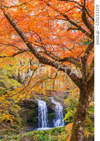 【山梨県富士吉田市】紅葉に包まれた鐘山の滝(かねやまのたき) 【山梨県富士吉田市】紅葉に包まれた鐘山の滝(かねやまのたき) 120213329