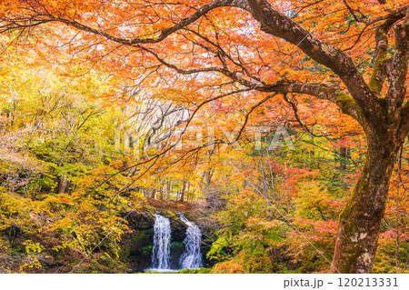 【山梨県富士吉田市】紅葉に包まれた鐘山の滝（かねやまのたき） 120213331