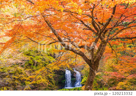 【山梨県富士吉田市】紅葉に包まれた鐘山の滝(かねやまのたき) 【山梨県富士吉田市】紅葉に包まれた鐘山の滝(かねやまのたき) 120213332