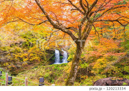 【山梨県富士吉田市】紅葉に包まれた鐘山の滝（かねやまのたき） 120213334