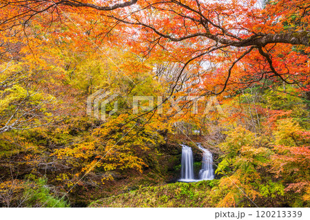 【山梨県富士吉田市】紅葉に包まれた鐘山の滝（かねやまのたき） 120213339