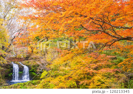【山梨県富士吉田市】紅葉に包まれた鐘山の滝(かねやまのたき) 【山梨県富士吉田市】紅葉に包まれた鐘山の滝(かねやまのたき) 120213345