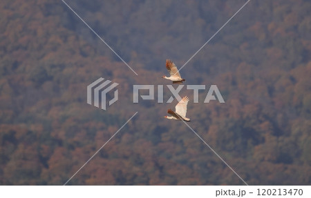 紅葉の山を背景に飛翔するトキ 紅葉の山を背景に飛翔するトキ 120213470