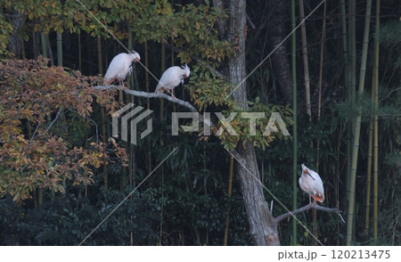 樹上で羽繕いをするトキ 120213475