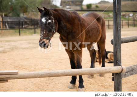 Horse waiting for horseman Horse waiting for horseman 120213495