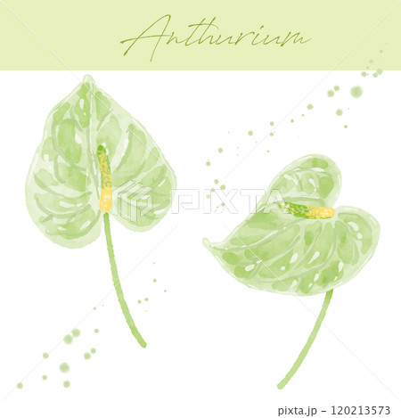 アンスリウム　水彩画 アンスリウムの水彩画 イラスト素材 [ 6721798 ] - フォトライブ